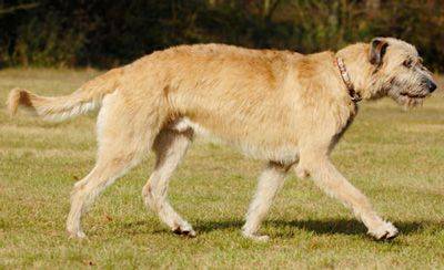 Redhead Wolfhound irlandez