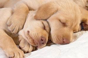 Câți câini dorm pe zi