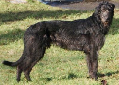 Black Wolfhound irlandez