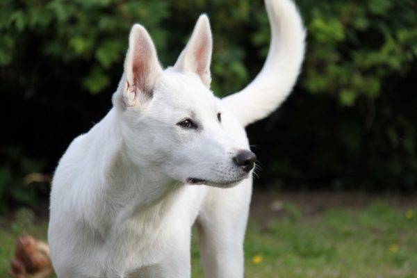 Câine alb Canaan