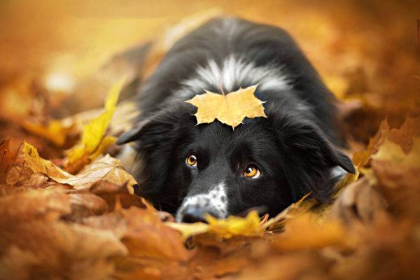 câine în frunziș