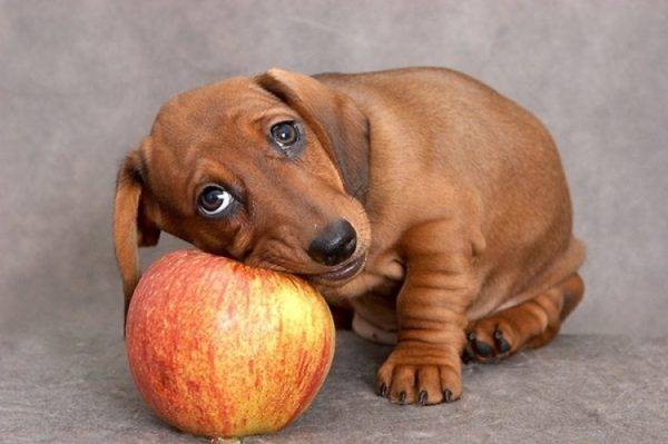 câine și măr