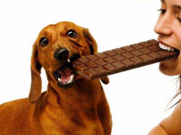 Câinele nu poate dulce