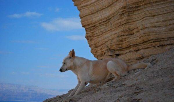 Canaan câine în munți