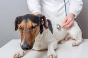Câine Ulcer gastric