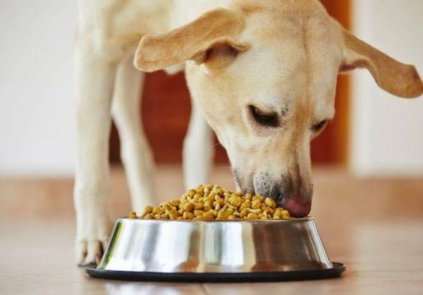 Este posibil și necesar să înmuiați hrana pentru câini uscați citiți articolul