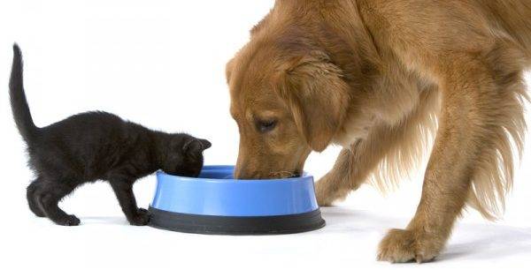 pisica și câinele mănâncă