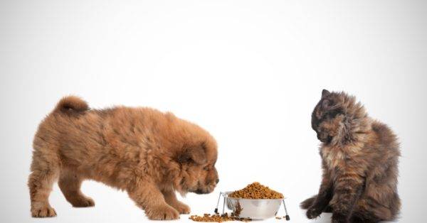 Este posibil să oferiți unei mâncări de pisici pentru câini citiți articolul