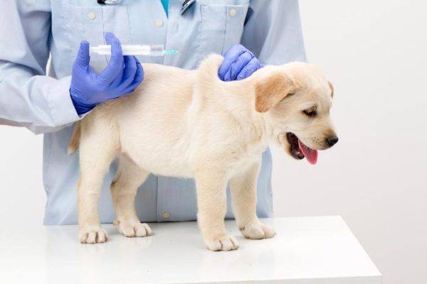 Vaccinarea împotriva căpușelor pentru câini citi articolul