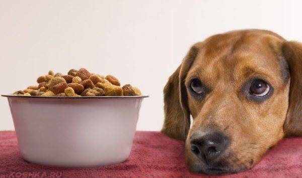 Câinele a încetat să mănânce mâncare uscată a citit articolul
