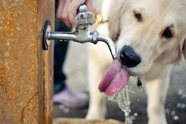 câinele bea apă