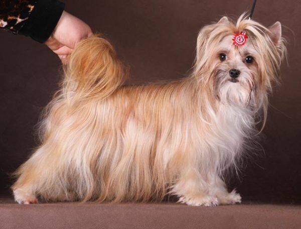 Cute câine de salon rusesc
