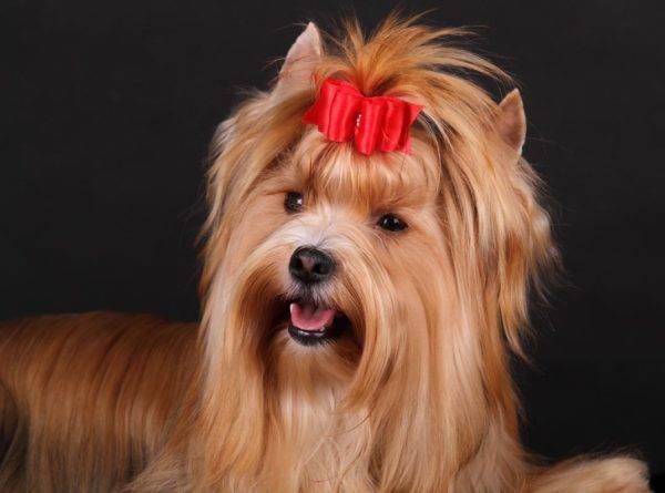 Rusă salon câine frumos fotografie