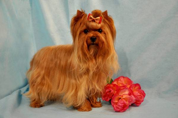 Câine salon rusesc cu flori