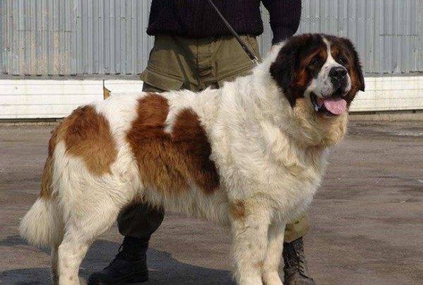 Câine de pază din Moscova lângă proprietar
