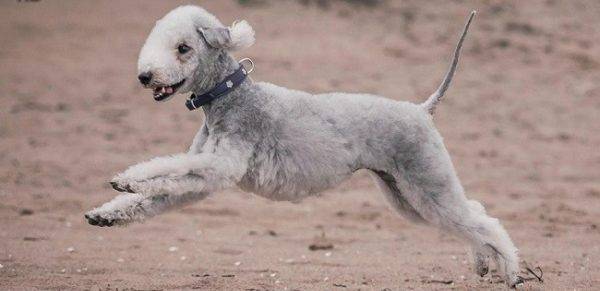 Terrierul Bedlington care trece prin nisip