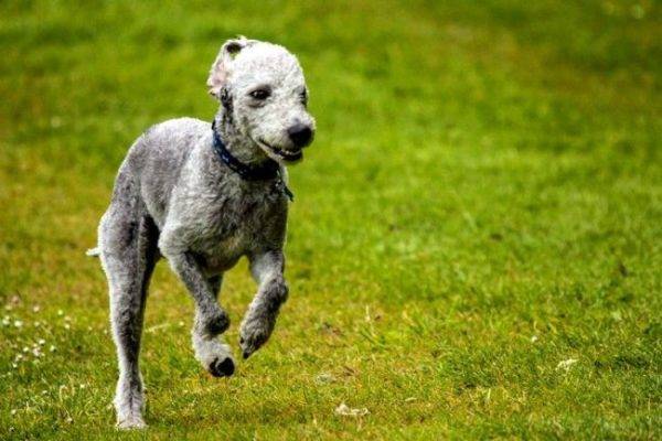 Bedlington terrier care rulează