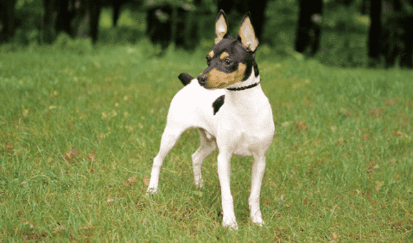 American Toy Fox Terrier pentru o plimbare