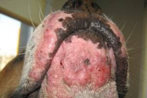 Câine acnee