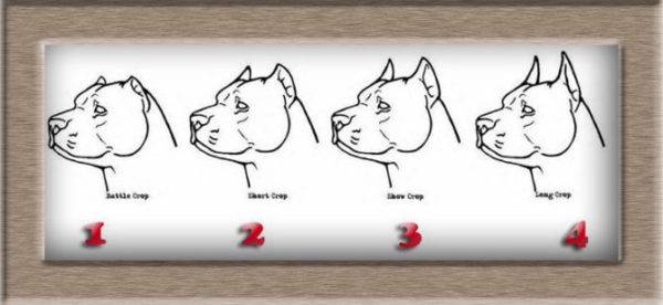 4 tipuri de urechi de cupping la câini