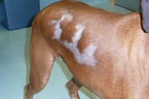 Alopecia (chelia) la câini