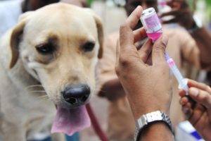 Vaccinarea împotriva căpușelor pentru câini