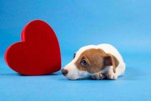 Insuficiență cardiacă la câini