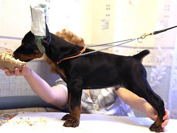 Îngrijirea unui câine după cupping
